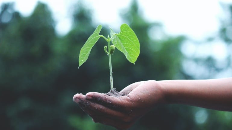 seedling in hand - Ndevr Environmental
